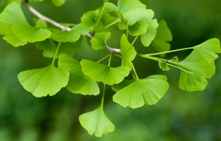 Gingko biloba